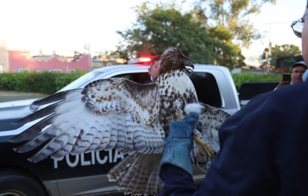 Aseguran aguililla en Tlaquepaque