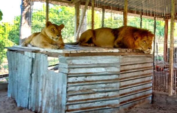 Asegura FGR finca con animales exóticos en La Huerta, Jalisco