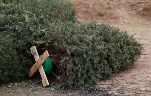 Reciben casi 3 mil arbolitos de Navidad tras campaña de acopio en ZMG