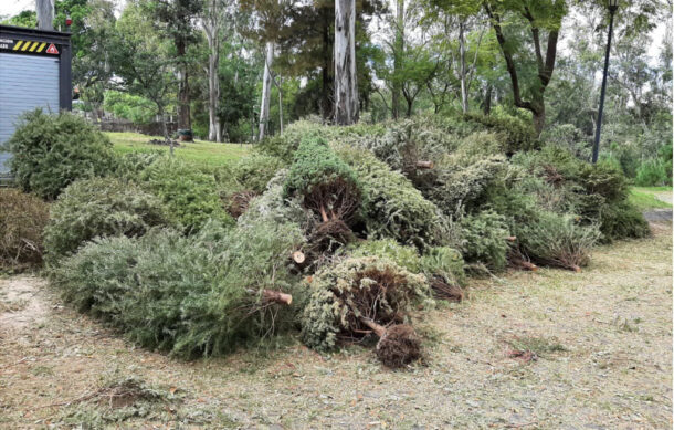 Anuncia ayuntamiento de Guadalajara campaña de acopio de arbolitos de Navidad