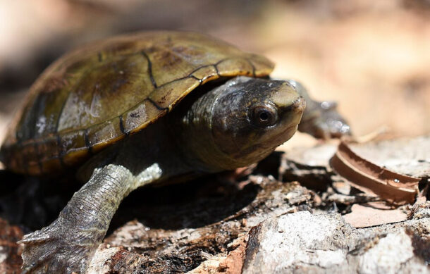 Roban 55 tortugas casquito en CUCosta