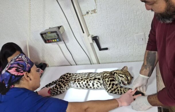 Brindan atención médica a ocelote atropellado