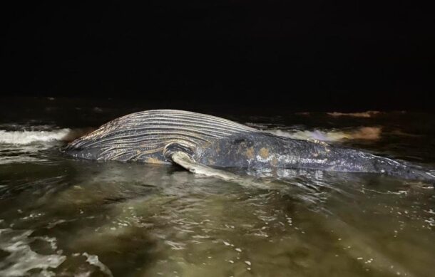 Localizan ballena jorobada muerta en playas de Mazatlán