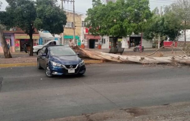 Colapsa Avenida Circunvalación por caída de árbol