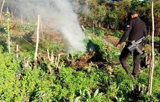 Incineran plantío de marihuana en Ahualulco de Mercado