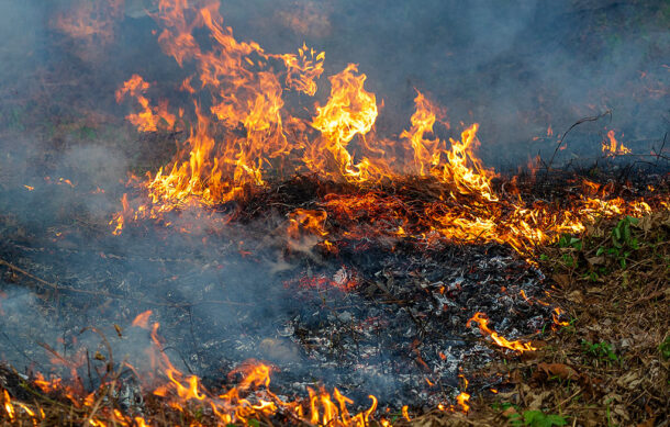 Incendio forestal en Oaxaca cumple una semana activo sin ser controlado