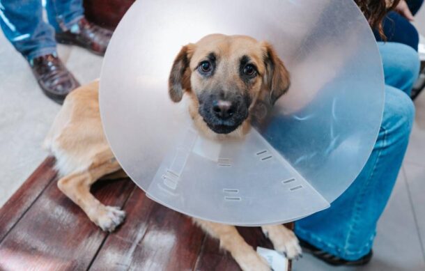 Esterilizan a 100 perros y gatos durante campaña en GDL