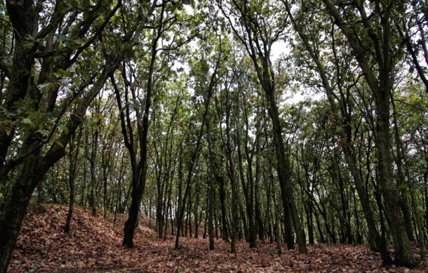 Bosque La Primavera cumple 45 años entre retos por incendios y urbanización