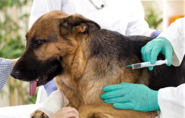 Tonalá incorpora unidad móvil para atención veterinaria