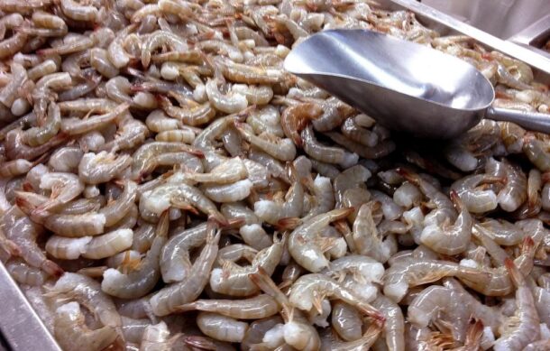 Productores denuncian ingreso ilegal de camarón ecuatoriano a México