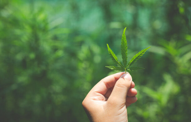 Mercado legal de marihuana en Estados Unidos enfrenta desplome histórico