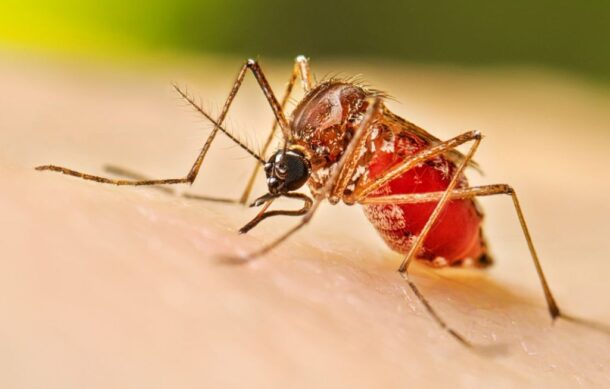 Jalisco reporta 56 casos de dengue