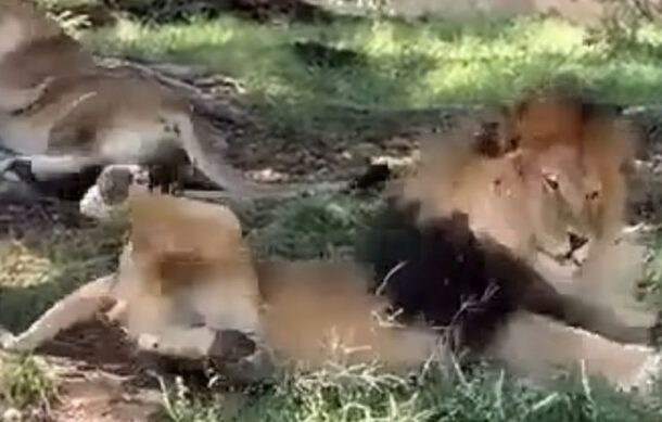 Zoológico Guadalajara descarta lesiones a león tras agresión de visitante
